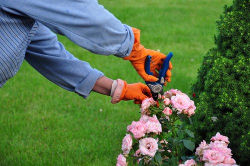 Professional arborist pruning a tree in Bromley